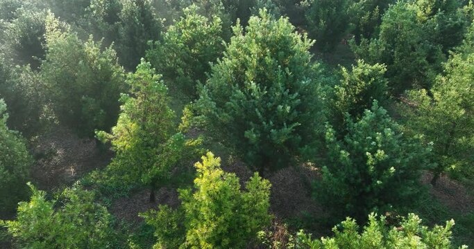 Podocarpus macrophyllus (Yew plum pine) garden