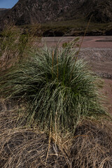  plant by on the river in the andes mountains