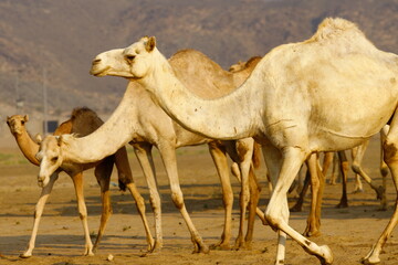 camels in the desert