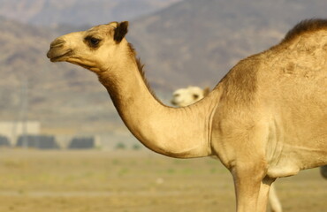 portrait of a camel in desert