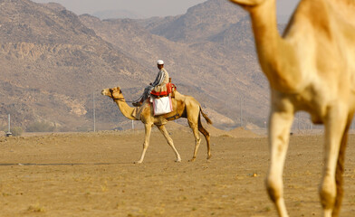 camel safari in saudi arabia