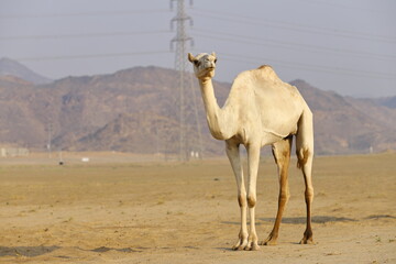 Caravan of camels walking across desert