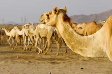 Caravan of camels walking across desert