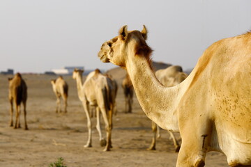 Caravan of camels walking across desert