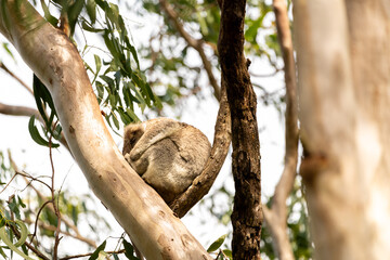 One wild Koala Bear (Phascolarctos cinereus) seen in Byron Bay, New South Wales in native gum eucalyptus tree. 
