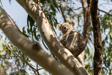 One wild Koala Bear (Phascolarctos cinereus) seen in Byron Bay, New South Wales in native gum eucalyptus tree.  © Scalia Media