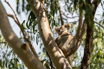 One wild Koala Bear (Phascolarctos cinereus) seen in Byron Bay, New South Wales in native gum...