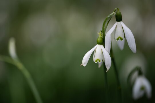 Closeup Of Snowdrop Flowers