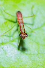 a grasshopper on a leaf