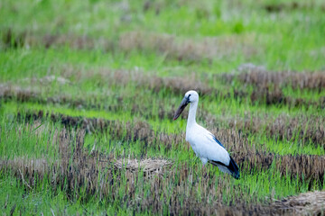 Fototapeta premium The heron on the field