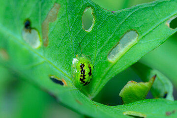 a green beetle on green leaf