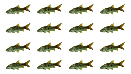 set of dragons isolated on white