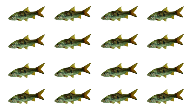 set of dragons isolated on white