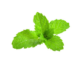 Fresh mint leafs isolated on transparent png