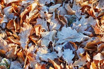Autumn leaves covered in early morning frost