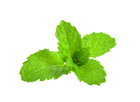 Fresh mint leafs isolated on transparent png