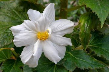 Fototapeta premium Closeup view of pure white flower with yellow heart of tuberous begonia with green foliage natural background