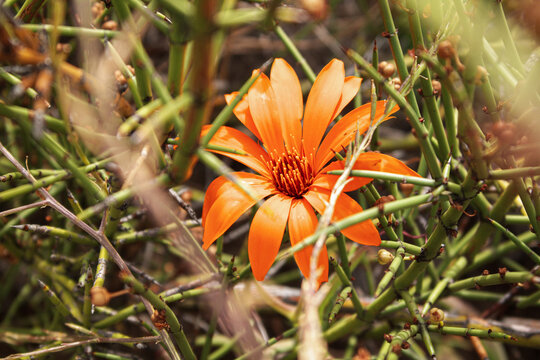 mutisia, flor entre espinas