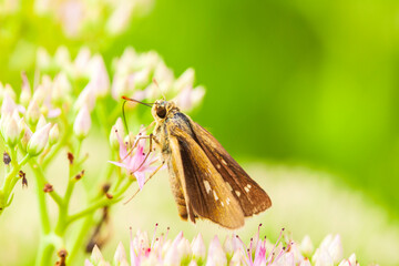 Rice skipper butterfly, A butterfly is on the flower