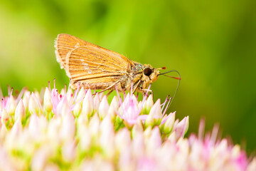 Rice skipper butterfly, A butterfly is on the flower