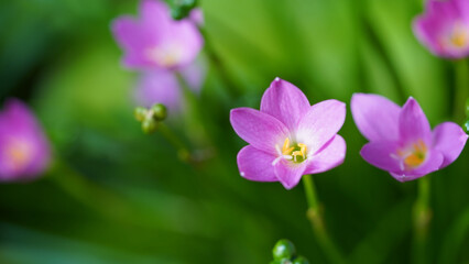 Beautiful Pink rain Lily (Zephyranthes rosea), planted in a row along the marble pathway in the flower garden.