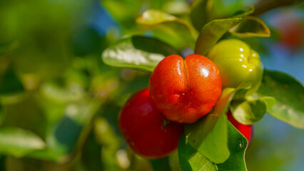 Fresh organic Acerola cherry on the tree
