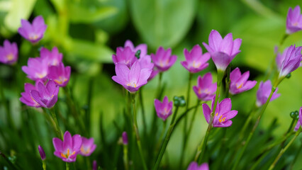 Fototapeta premium Beautiful Pink rain Lily (Zephyranthes rosea), planted in a row along the marble pathway in the flower garden.