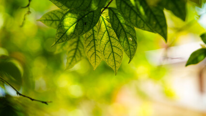 Nature of green leaves in summer garden nature green plant leaves use as spring background.
