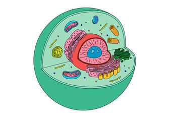animal cell illustration