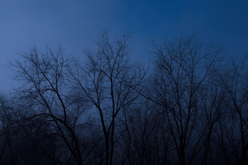 Scary night forest of leafless trees.