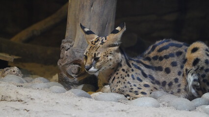 close up of a serval cat