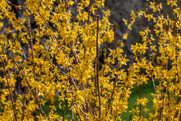 Forsythia × intermedia flower growing in meadow, close up