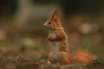 Naklejka na ściany i meble A cute red squirrel sits in the park in autumn leaves. Sciurus vulgaris