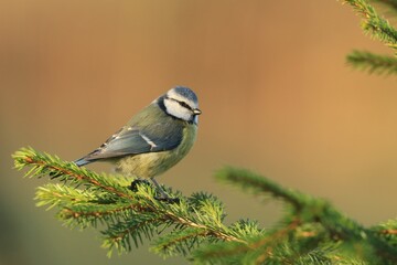 A cute blue tit sitting on the spruce twig. Wildlife scene with a common titmouse. Cyanistes caeruleus