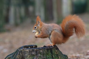 Naklejka na ściany i meble A european red squirrel sitting on the tree stump. Wildlife scene with a squirrel. Sciurus vulgaris