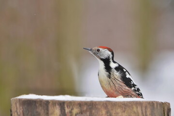 Middle spotted woodpecker sitting on the tree stump. Portrait of a woodpecker in winter forest. Winter scene with a bird. Dendrocopos medius