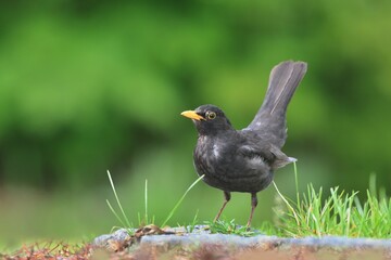 A portrait of a  blackbird male standing in spring grass. Turdus merula