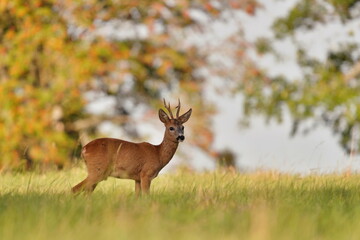 A cute young roebuck standing on the meadow. Capreolus capreolus. Beautiful autumn scene with a roe deer. 