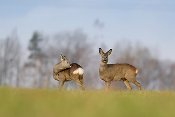 two doe stand on the horizon. Capreolus capreolus. Wildlife scene from european nature. 