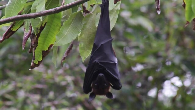 A large bat is resting on a tree.