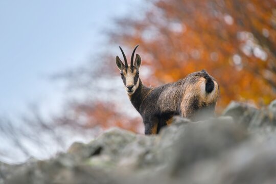 Beautiful autumn scene with a chamois.  A Chamois standing on the srone hill. Rupicapra rupicapra