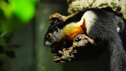 Prevost's squirrel or Asian tri-colored squirrel (Callosciurus prevostii)