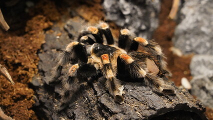 Tarantulas