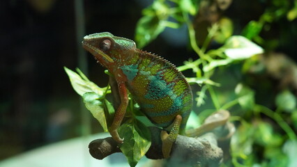 Chamaeleonidae|chameleon|變色龍