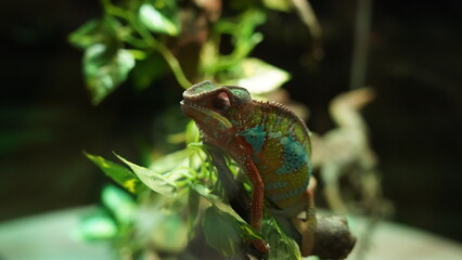 Chamaeleonidae|chameleon|變色龍