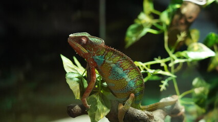 Chamaeleonidae|chameleon|變色龍