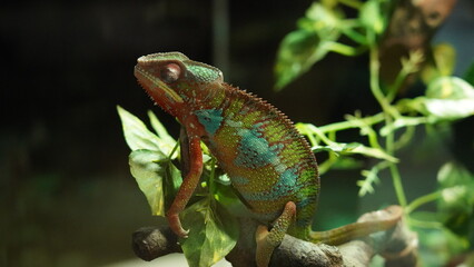 Chamaeleonidae|chameleon|變色龍