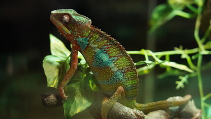 Chamaeleonidae|chameleon|變色龍