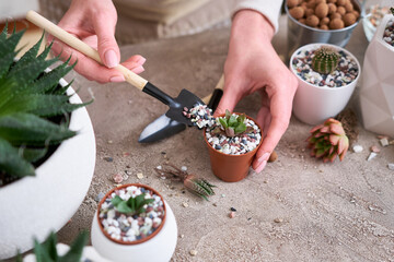 Woman planting Succulent haworthia Plant into brown plastic Pot