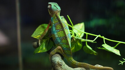 chameleon on a branch

